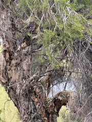 Melaleuca rhaphiophylla