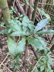Pittosporum illicioides