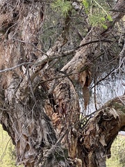 Melaleuca rhaphiophylla