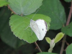 Pieris napi