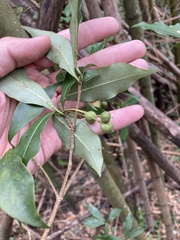 Pittosporum illicioides