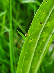 Longitarsus pratensis