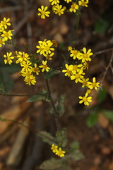 Senecio burchellii