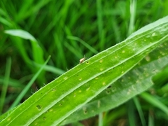 Longitarsus pratensis