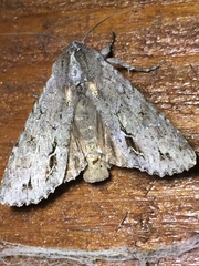 Ichneutica ustistriga