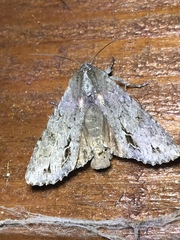 Ichneutica ustistriga