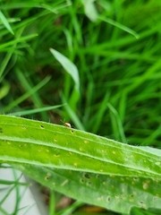 Longitarsus pratensis