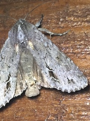Ichneutica ustistriga