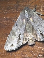 Ichneutica ustistriga