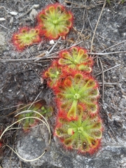 Drosera xerophila