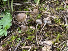 Mycena pseudopicta