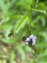 Verbena bonariensis