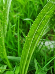 Longitarsus pratensis