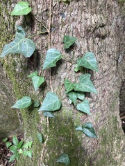 Hedera rhombea