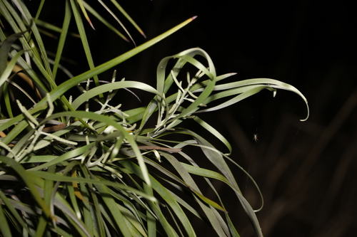 Image of Grevillea striata by (c) Greg Tasney, some rights reserved (CC BY-SA)