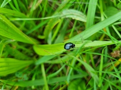 Chrysolina haemoptera