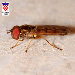 Melanostoma mellinum