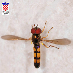 Melanostoma mellinum