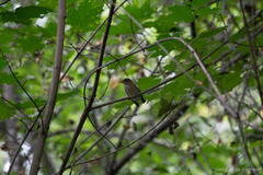 Ficedula hypoleuca