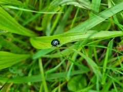 Chrysolina haemoptera