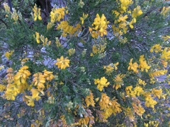 Genista stenopetala