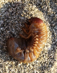 Pericoptus