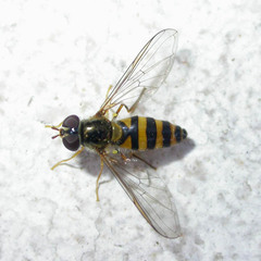 Meligramma cincta