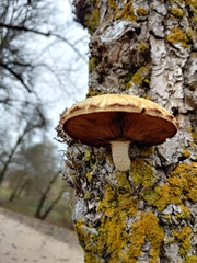 Hemipholiota