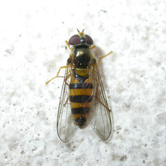 Meligramma cincta