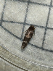 Mompha subbistrigella