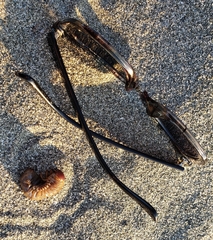 Pericoptus