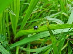Chrysolina haemoptera