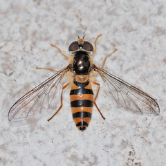 Meligramma cincta