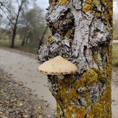 Hemipholiota