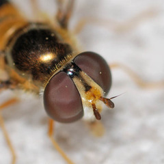Meligramma cincta