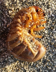 Pericoptus