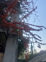 Combretum microphyllum