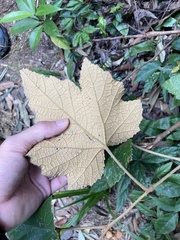 Rubus reflexus hui