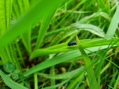 Chrysolina haemoptera