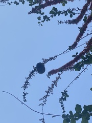 Combretum microphyllum