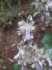 Rotheca