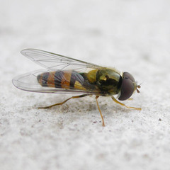 Meligramma cincta