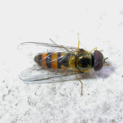 Meligramma cincta