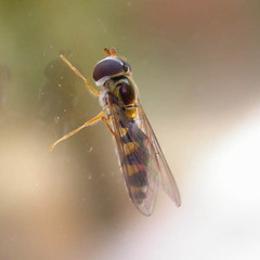 Meligramma triangulifera