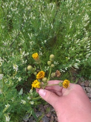 Sonchus arvensis arvensis