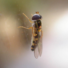 Meligramma triangulifera