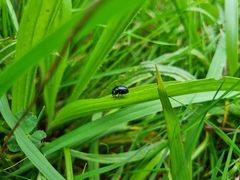 Chrysolina haemoptera