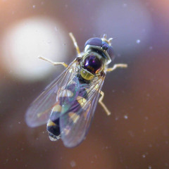 Meligramma triangulifera