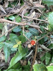 Rubus reflexus hui