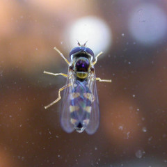 Meligramma triangulifera